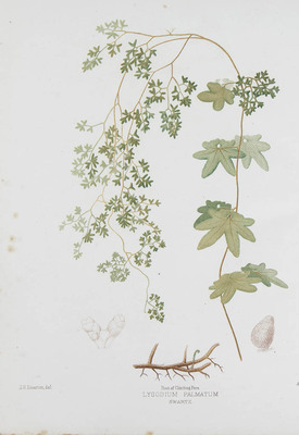 1598
<br/>
The ferns of North America. Colored figures and descriptions, with synonymy and geographical distribution of the ferns (including the Ophioglossaceae) of the United States of North America and the british North American possesions.
<br/>
<em></em>